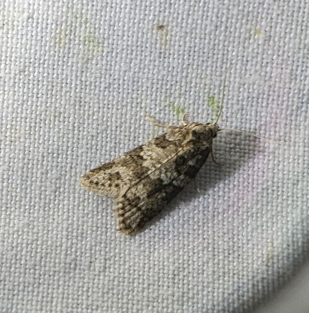 Cnephasia sp. 