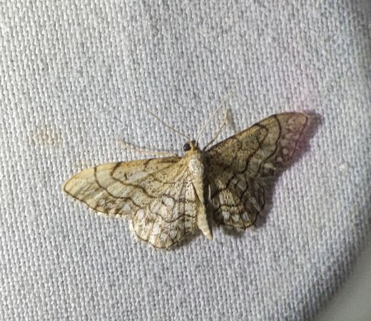 Idaea moniliata 