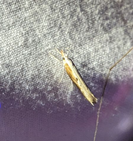 Ypsolopha falcella 