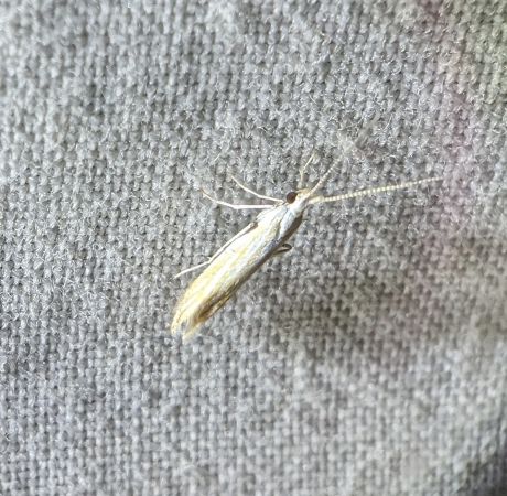 Coleophora indéterminé 