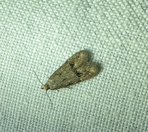 Teleiodes vulgella 