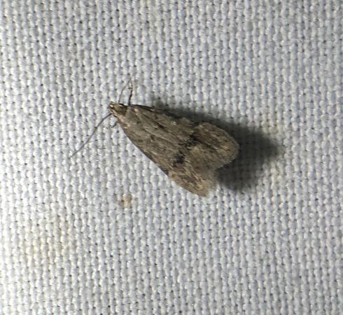 Teleiodes vulgella 
