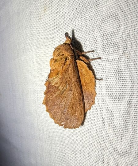 Gastropacha quercifolia 