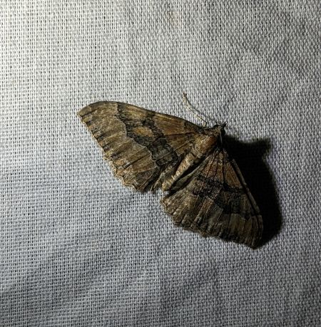 Idaea biselata 