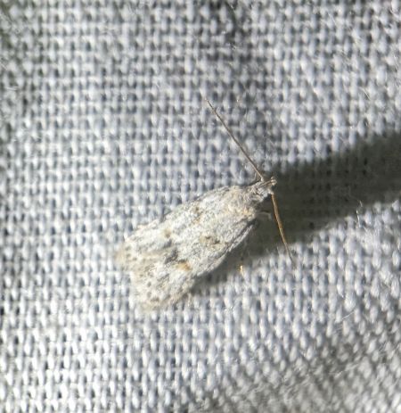 Symmoca signatella 