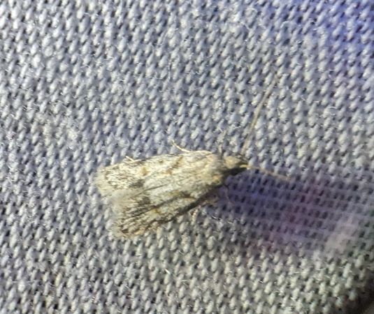 Symmoca signatella 
