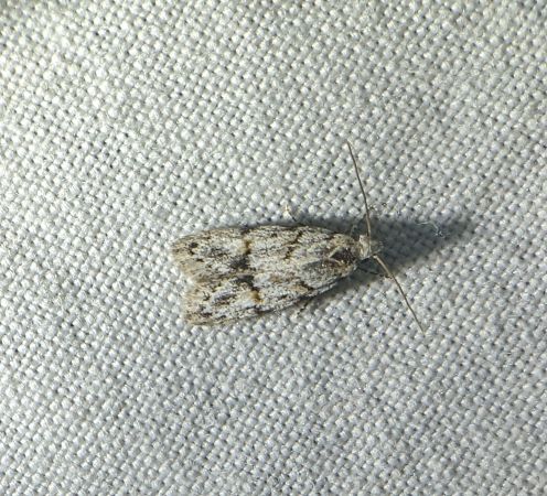 Symmoca signatella 