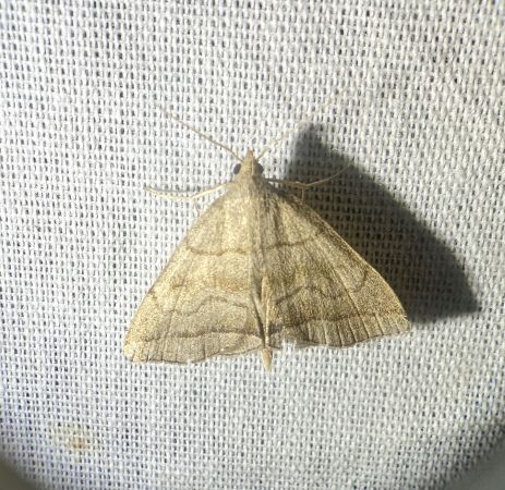 Herminia tarsicrinalis 