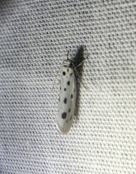 Ethmia dodecea 