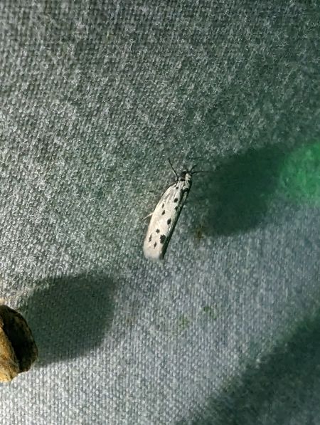 Ethmia dodecea 