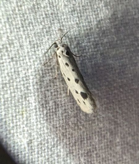 Ethmia dodecea 