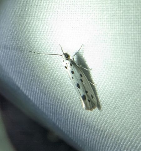 Ethmia dodecea 