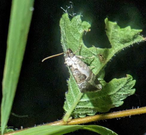 Elaphria venustula 