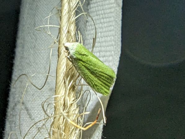 Earias clorana 