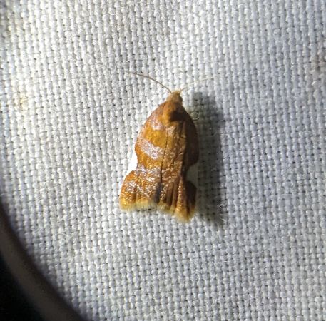 Acleris holmiana 