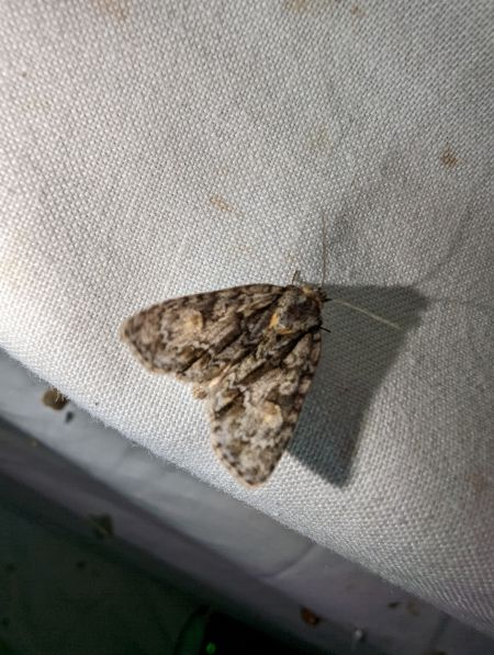 Acronicta strigosa 