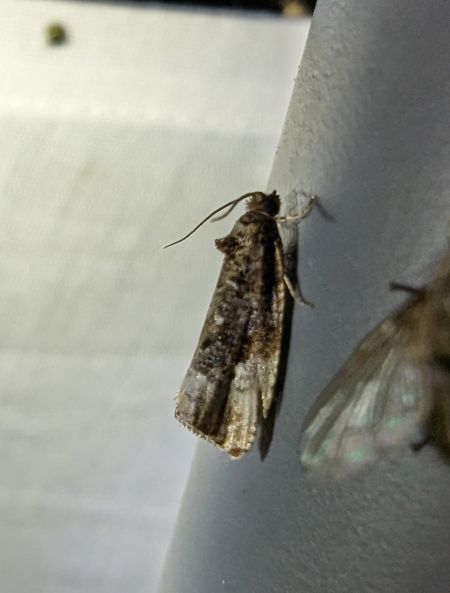 Hedya nubiferana 