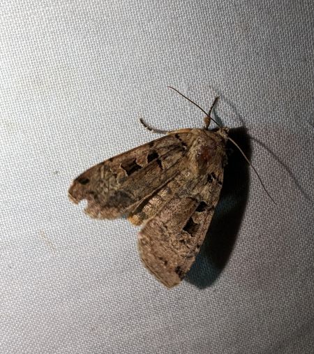 Xestia triangulum 