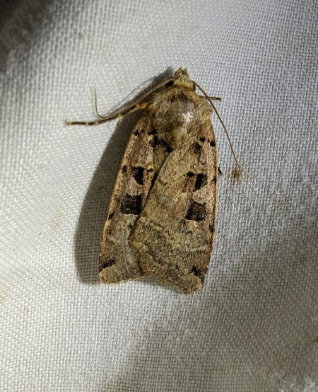Xestia triangulum 