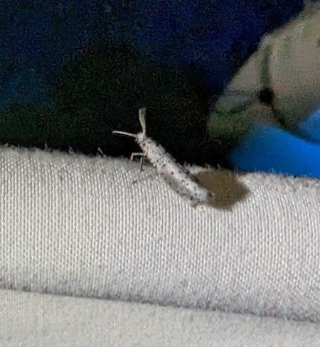 Yponomeuta sedella 