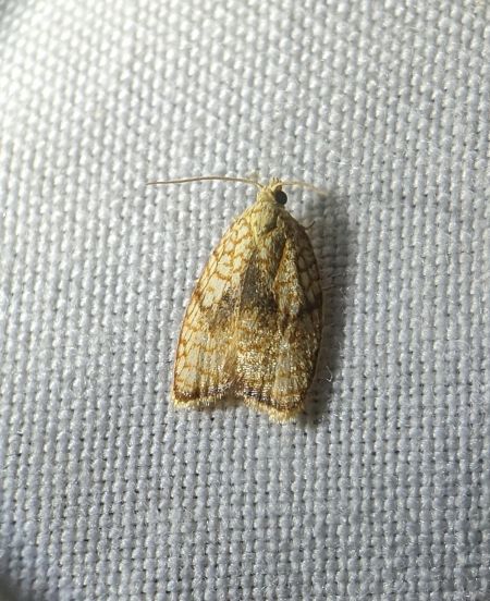 Aleimma loeflingiana 