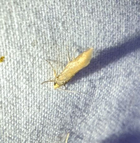 Crassa unitella 