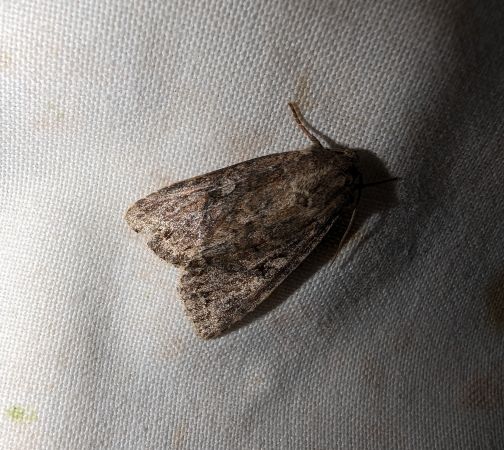 Apterogenum ypsillon 
