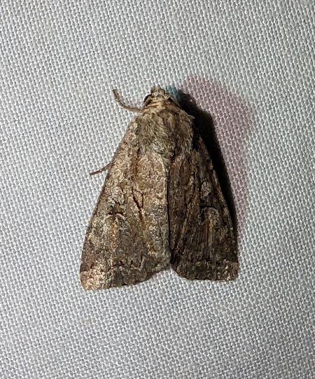 Apterogenum ypsillon 