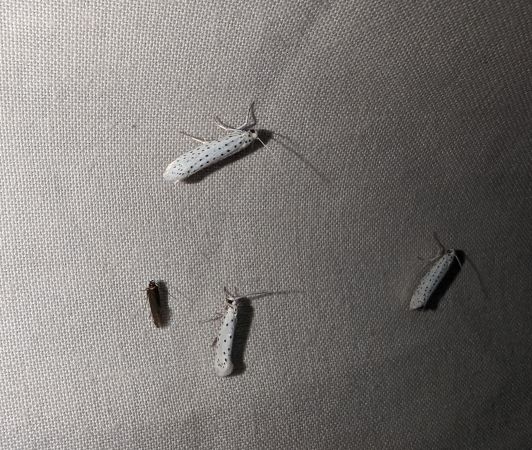Yponomeuta sp. 