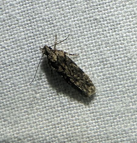 Carpatolechia decorella 