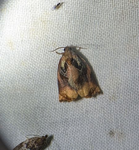 Archips podana 