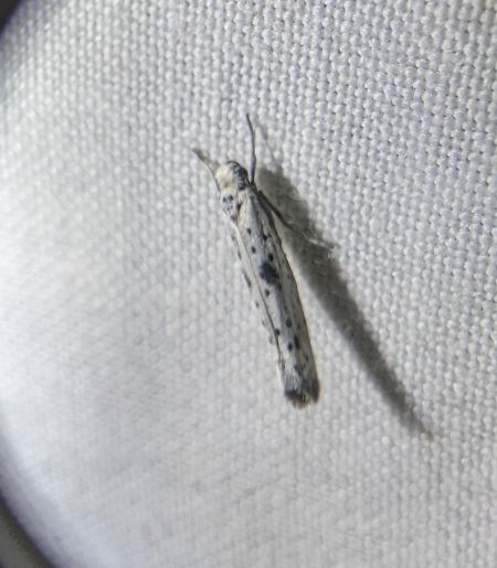 Yponomeuta plumbella 