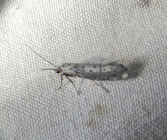 Yponomeuta sedella 