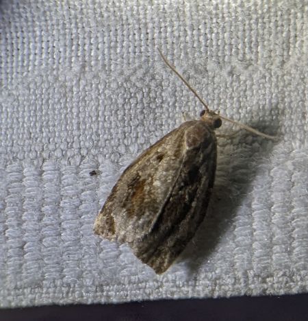 Archips crataegana 