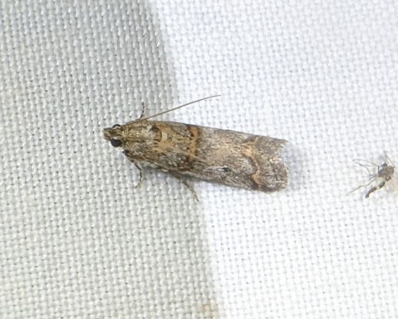 Khorassania compositella 