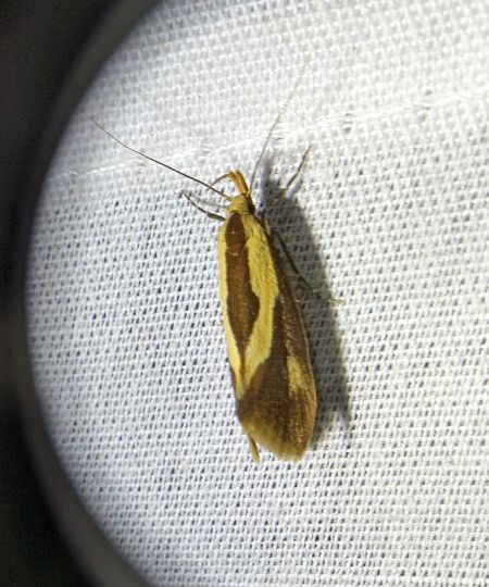 Harpella forficella 