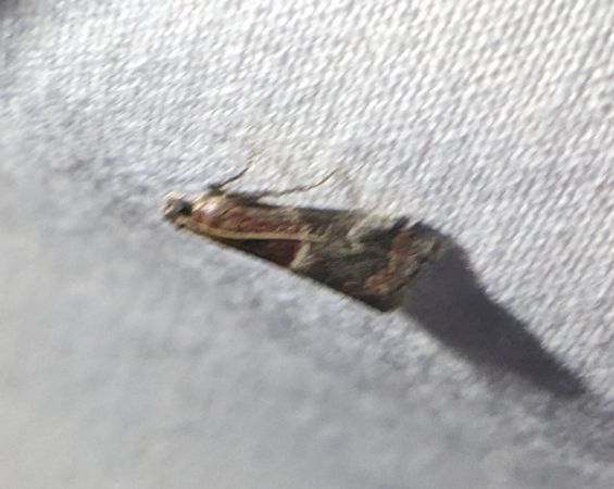 Acrobasis marmorea 