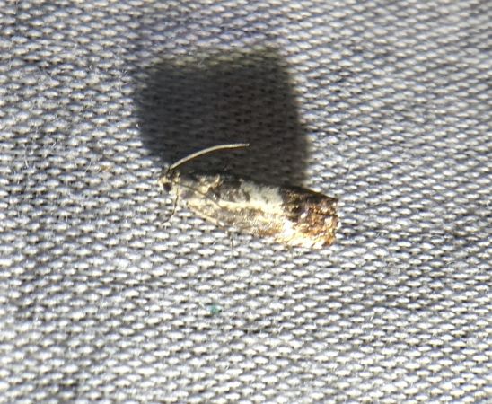 Pammene fasciana 