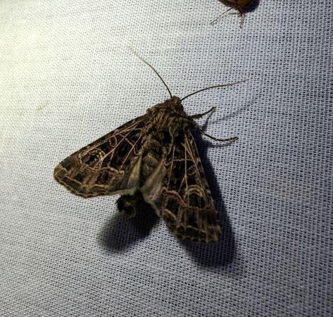 Sideridis reticulata 