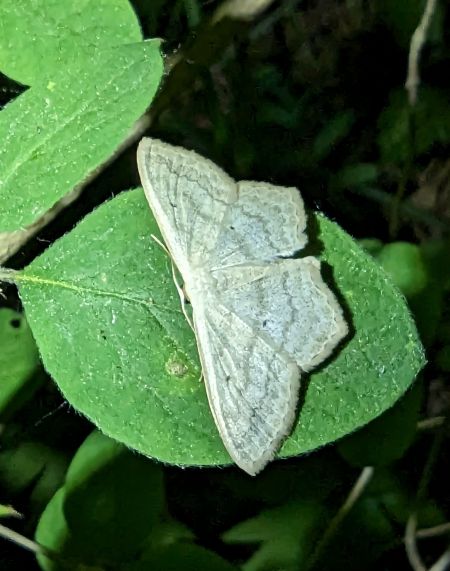 Scopula nigropunctata 