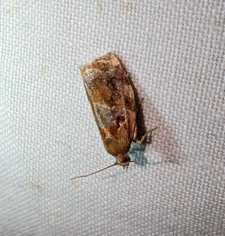 Archips xylosteana 