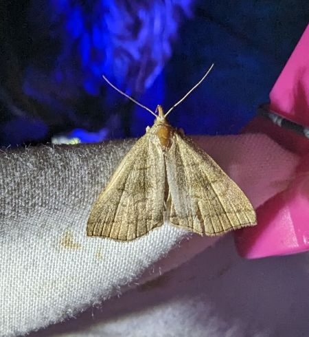 Herminia tarsicrinalis 