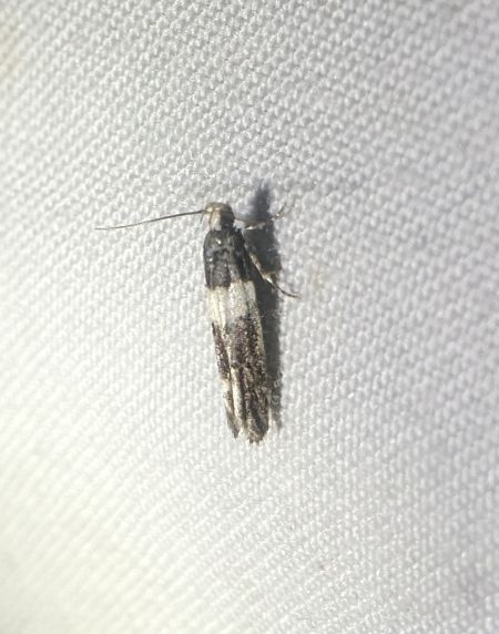 Recurvaria leucatella 
