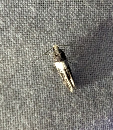Recurvaria leucatella 