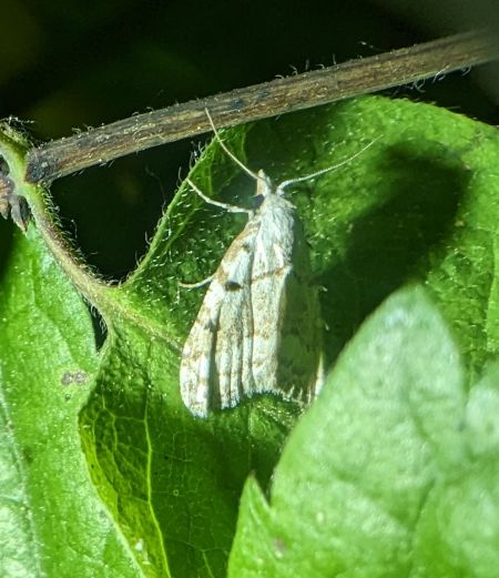 Nola aerugula 