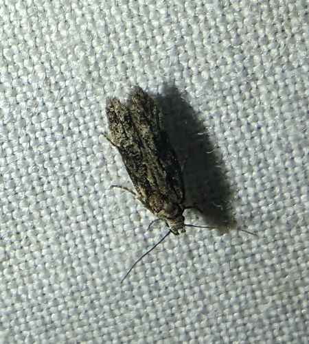 Carpatolechia decorella 
