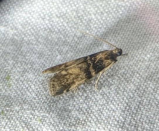 Sciota rhenella 
