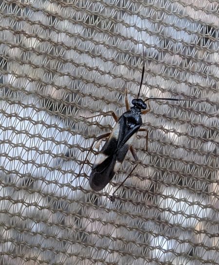 Globiceps fulvicollis 