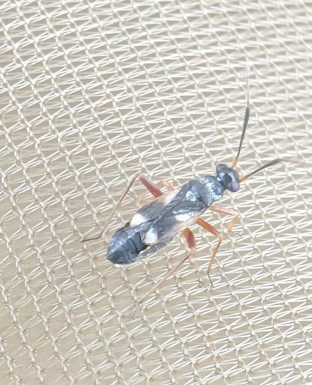 Globiceps fulvicollis 