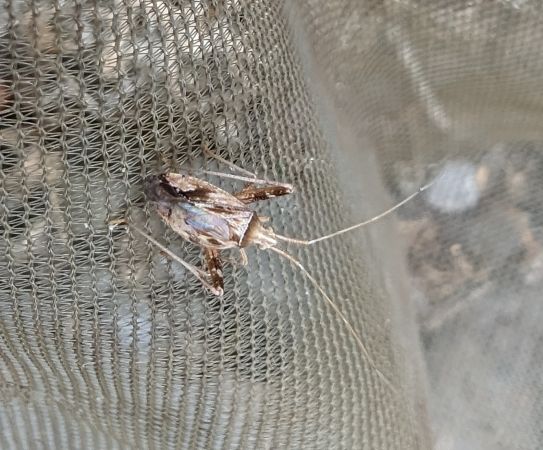 Phytocoris varipes 